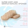 Esponjas Konjac Corporales (Paquete de 2) Exfoliantes de Nuez 100%