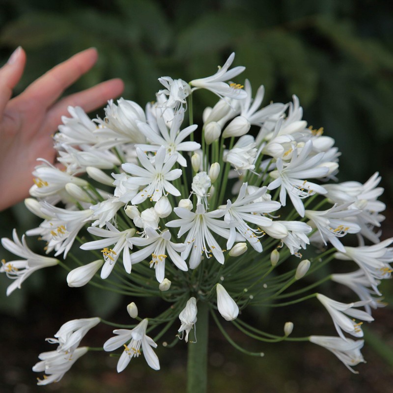 Agapanthus Getty White - 3 Live Plants - Blooming Groundcover
