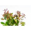 SubstrateSource Live Aquarium Stem Plants - Freshwater Aquatic Plant for