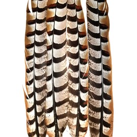 Pheasant Tail Feather Mix (16-18" per 16 Feathers)