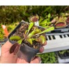 Venus Flytrap Akai Ryu - Red Dragon Venus Flytrap -