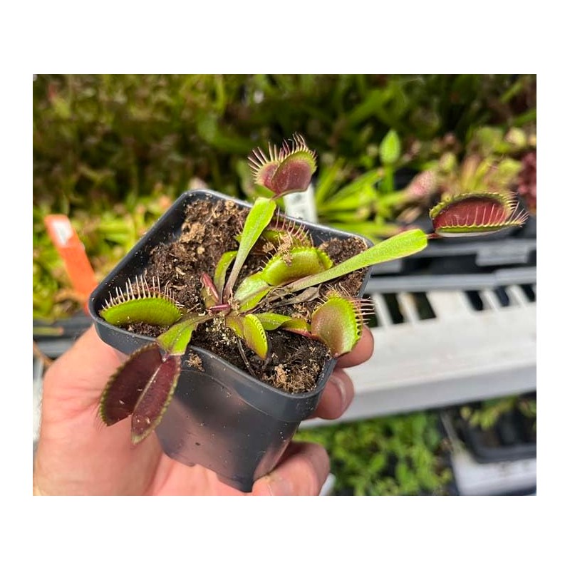 Venus Flytrap Akai Ryu - Red Dragon Venus Flytrap -