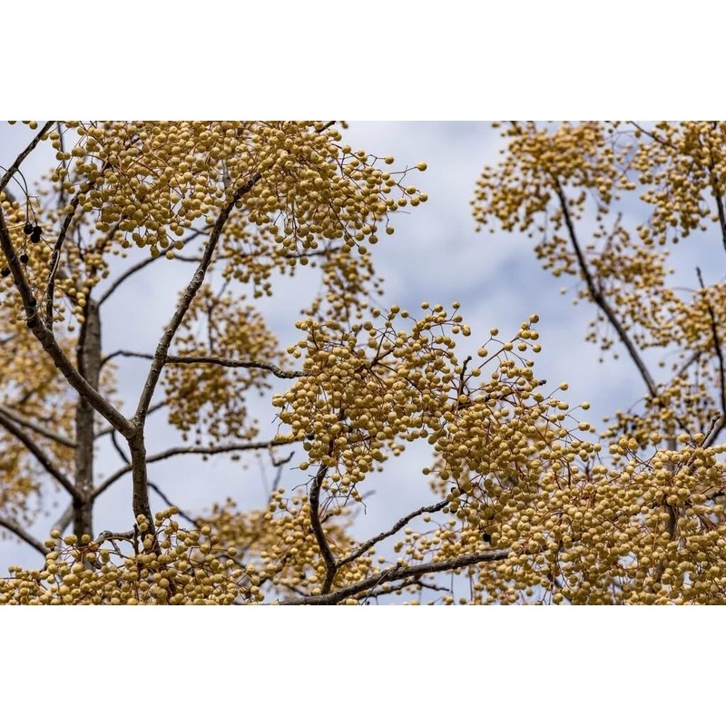 Chinaberry, Melia Azedarach Tree Seeds (30 Seeds) | Fast-Growing, Showy