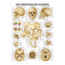 Sport-Tec Skull and Skull Bones Mini Poster Anatomy 34 x 24 cm Medical Teaching Aid