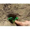 Natural Mole Deterrent Non-Toxic Protection Against Moles 10 Bags Strong