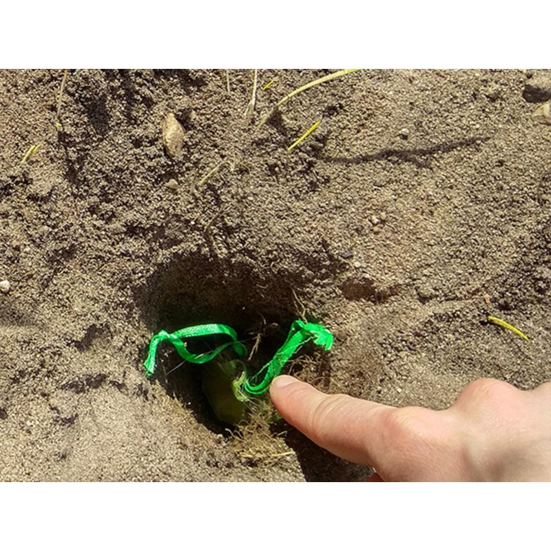 Natural Mole Deterrent Non-Toxic Protection Against Moles 10 Bags Strong