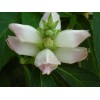 Fresh CHELONE GLABRA WHITE TURTLEHEAD FLOWER 100 SEEDS NATIVE Perennial