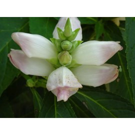 Fresh CHELONE GLABRA WHITE TURTLEHEAD FLOWER 100 SEEDS NATIVE Perennial FRESH 2024