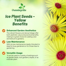 Outsidepride Gelato Yellow Ice Plant Seeds - 10000 Pcs Perennial, Drought Tolerant Ground Cover Seeds for Planting Vibrant Trailing Blooms, Ideal for Sunny Gardens & Xeriscape Landscaping