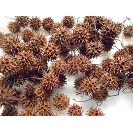 Sweet Gum Tree balls.  150+ spiked gum balls.  Gum balls are clean and dry.