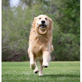 Pet Qwerks Barkbone Chew Ring, Chamomile Vanilla Flavored Nylon Chew Bone Dog Toy, 5.75"