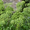 Outsidepride Garden Angelica Herb Plant Seed - 1000 Seeds