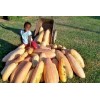 FRONTIER SEED CO USA FANTASTIC FLAVOR Pink Banana Winter Squash