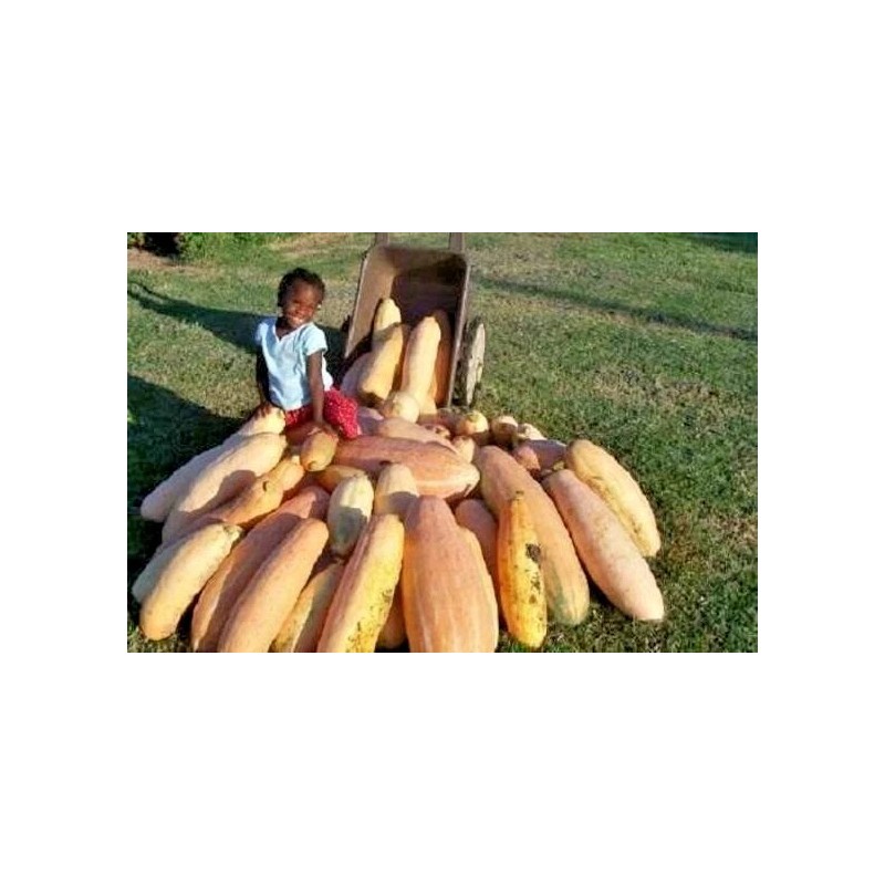FRONTIER SEED CO USA FANTASTIC FLAVOR Pink Banana Winter Squash