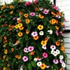 Black-Eyed Susan Vine Seeds, Includes 100 Seeds in a Pack