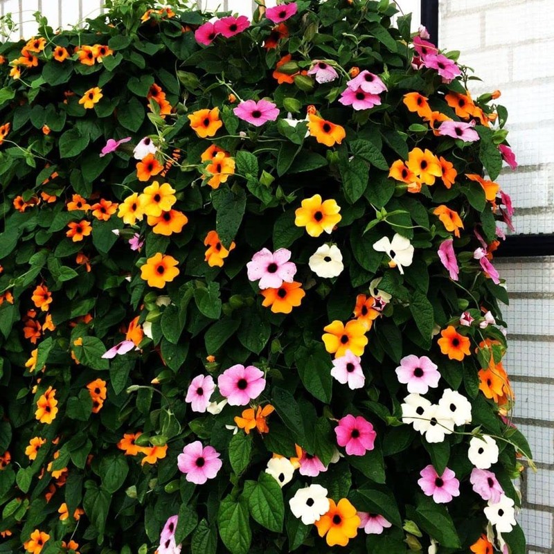 Black-Eyed Susan Vine Seeds, Includes 100 Seeds in a Pack