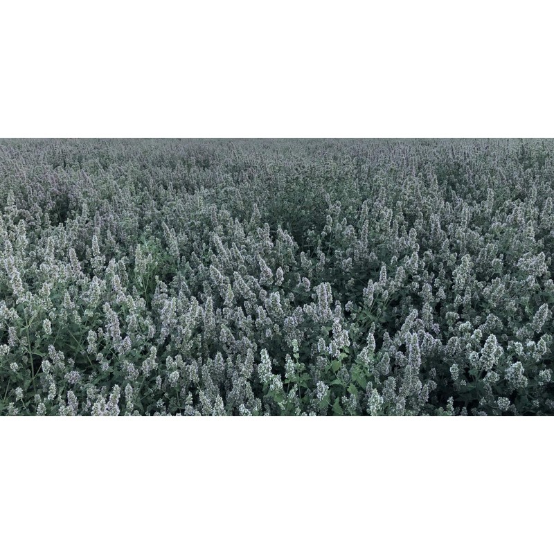 from The Field | Ultimate Blend Catnip & Silver Vine