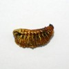Chamduri edible slugs 300g (domestic) / 참두리 굼벵이 식용굼벵이 300g