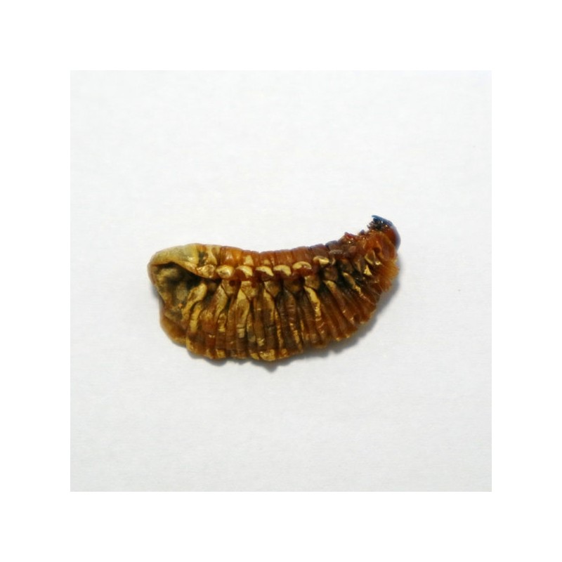 Chamduri edible slugs 300g (domestic) / 참두리 굼벵이 식용굼벵이 300g
