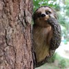 CHEOTIME Sloth Tree Hugger, Outdoor Tree Decorations Statue Hanging Outdoor