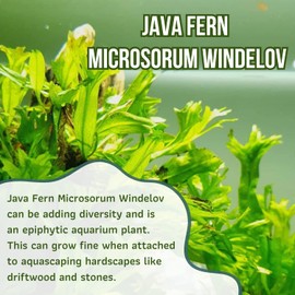 Mainam Java Fern Microsorum Windelov Tropical Freshwater Live Aquarium Plant Decorations (3 Pack)