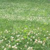 TnT Seed Company Bee Lawn Mix, Fescues, Clovers, Thyme, Low