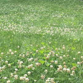 TnT Seed Company Bee Lawn Mix, Fescues, Clovers, Thyme, Low Maintenance, Pollinator Friendly