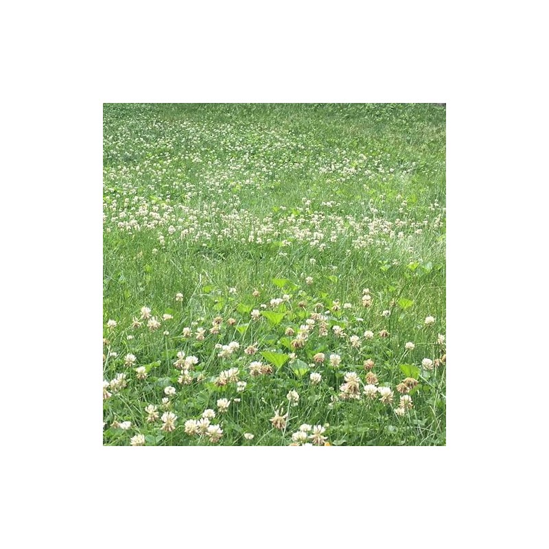 TnT Seed Company Bee Lawn Mix, Fescues, Clovers, Thyme, Low