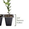 12 Carolina Cherry Laurel in 2.5” Nursery Cubes (Prunus caroliniana)