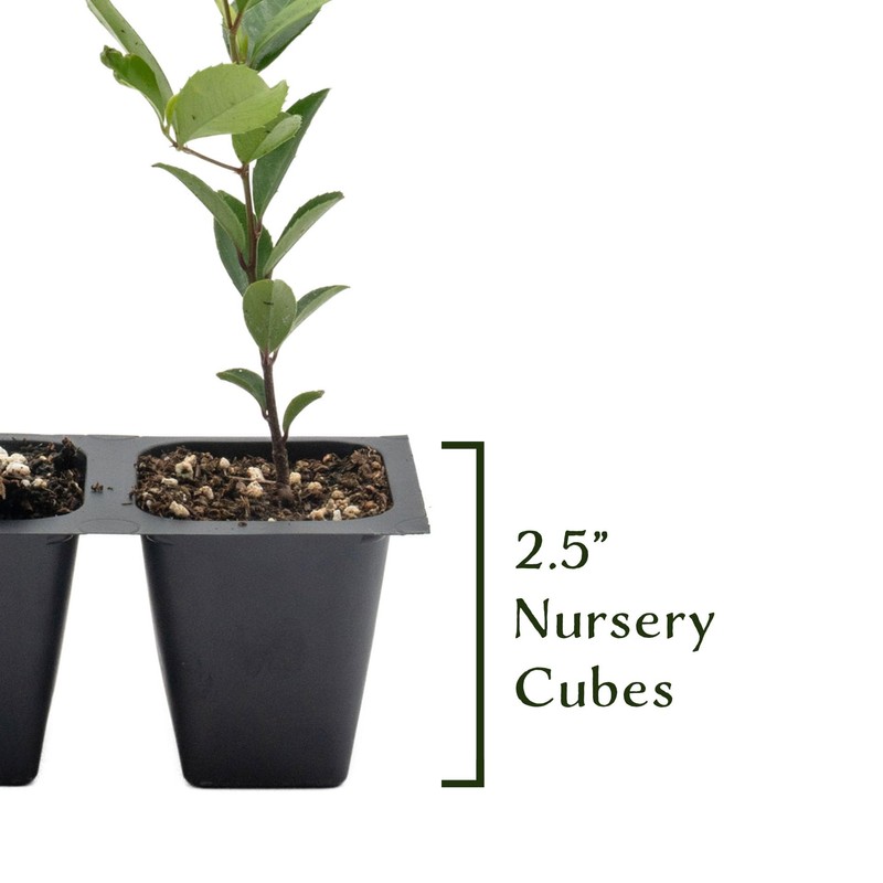 12 Carolina Cherry Laurel in 2.5” Nursery Cubes (Prunus caroliniana)