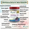 DivyaHerb DivyaHerb Jambu Bij Powder, Natural, 100 g (Pack of