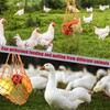 TRKETK 2 Pcs Vegetable Hanging Feeder, Treats for Hens Fruit