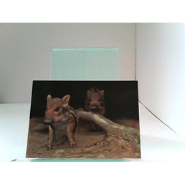 3D Postcards / Postcards for Fresh Animals (Wild Boar Cubs)