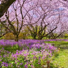 Outsidepride Dame's Rocket Flower Seeds - 5 Lbs. Perennial, Easy to Grow, Deer Resistant & Self-Seeding Wildflower Seeds for Planting Vibrant and Fragrant Blooms in Pollinator & Butterfly Gardens