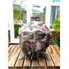 Aldi Mini Kamado BBQ Cover in Camo for 13'' Aldi