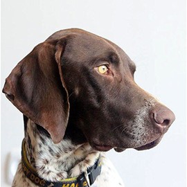 German Short Haired Pointer Dog Greeting Card - Square