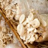 Vabiooth 100 Packs 6 Mil Mushroom Grow Bags, Thick Spawn