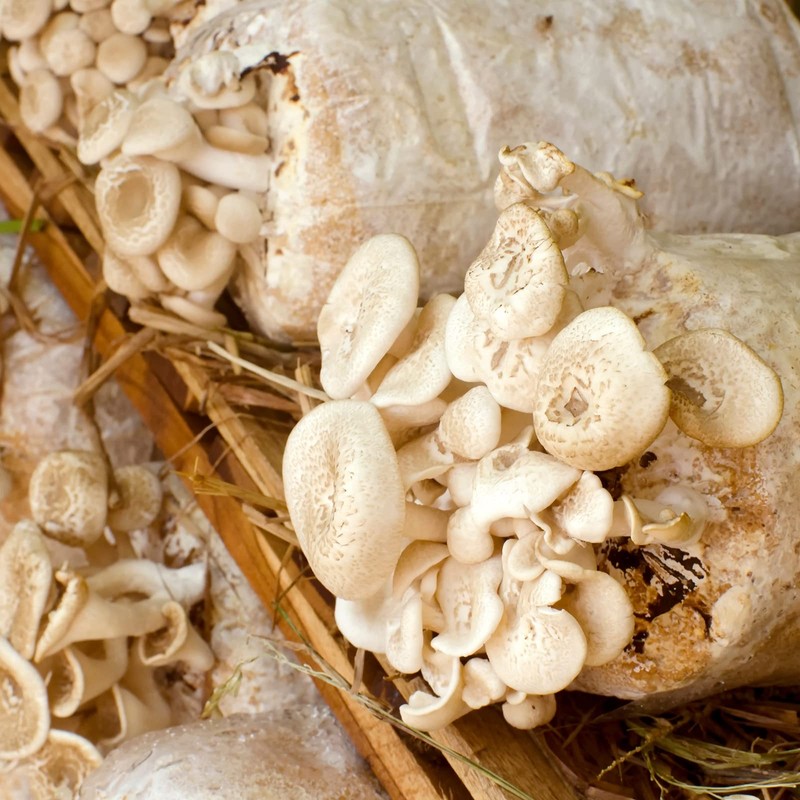 Vabiooth 100 Packs 6 Mil Mushroom Grow Bags, Thick Spawn
