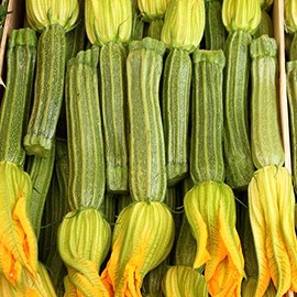 Greyzinni Hybrid Zucchini Summer Squash Garden Seeds - 1 Lbs - Non-GMO - Vegetable Gardening Seed