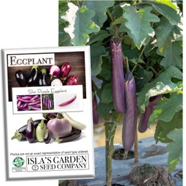 Slim Purple Eggplant Seeds, 50+ Seeds Per Packet, (Isla's Garden Seeds), Non GMO Seeds, Botanical Name: Solanum melongena, Great Home Garden Gift