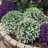 Outsidepride 5000 Seeds Annual White Lobelia Ground Cover Seeds for