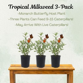 American Plant Exchange Milkweed Bush 'Curassavica' – 6-Inch Pot 3-Pack – Live Tropical Red & Yellow Flowering Butterfly Weed, Monarch Host Plant for Pollinators, Bees & Outdoor Gardens