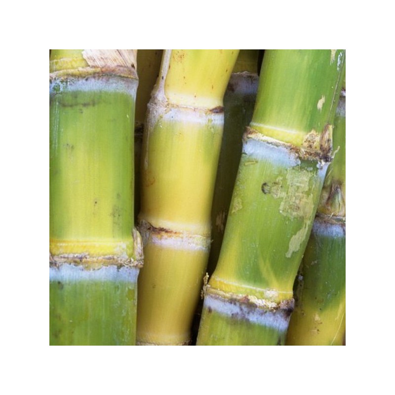ChamGoods 포센스 프리바이오틱스 프락토올리고당 분말 500g 2팩 Pocense Prebiotics Fructooligosaccharide