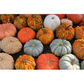 RAISE ME UP: Seeds Pumpkin Seven Mix Ornamental Non GMO Heirloom