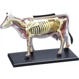 Tedco 4d Vision Cow Model Modelo Anatomía Vaca