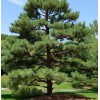 MySeeds.Co Pinus strobus (Wisconsin) (Eastern White Pine) Tree Seeds, Attractive