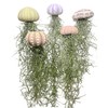 Jelly Moss, Spanish Moss, with Hanging Urchin Shell, Tillandsia Air