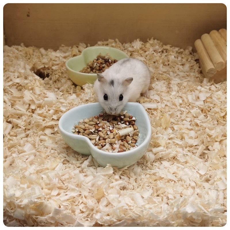 Andiker Hamster Ceramic Heart Bowl (Blue)