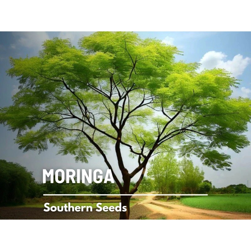 Southern Seeds Moringa - 10 Seeds - Heirloom Tree, Medicinal
