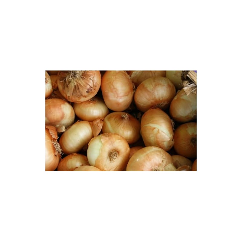 Generic Fresh Sweet Vidalia Onions, USA Grown, NON-GMO, Bulk (10